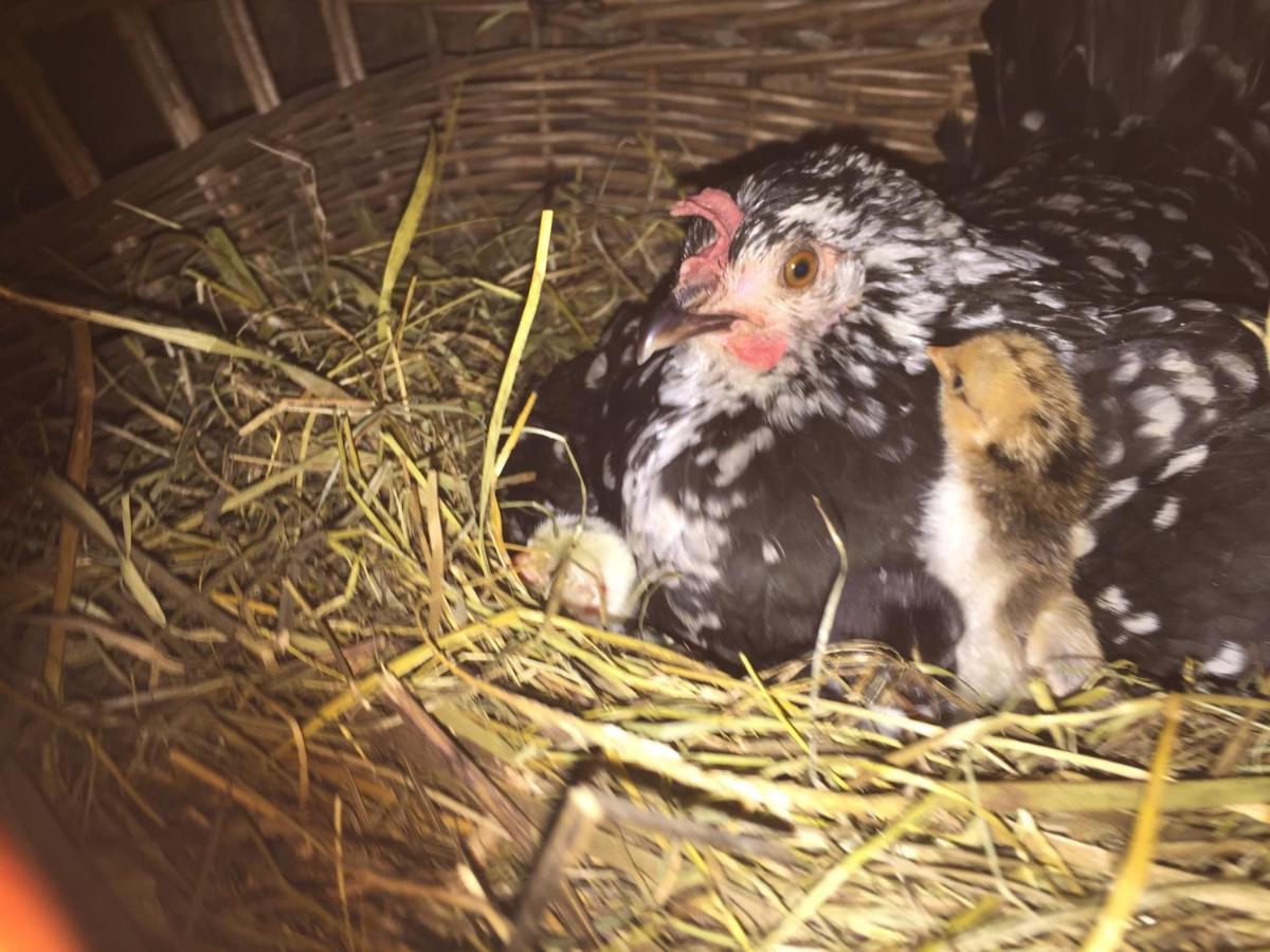 Pensiunea Agroturistica Casa Colinita Vatra Moldoviţei Buitenkant foto