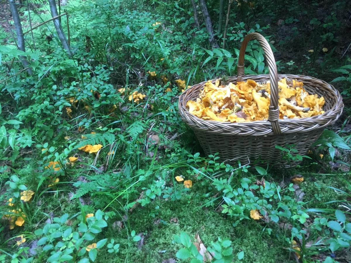 Pensiunea Agroturistica Casa Colinita Vatra Moldoviţei Buitenkant foto