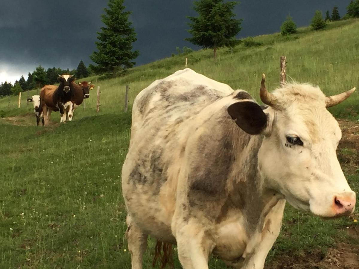 Pensiunea Agroturistica Casa Colinita Vatra Moldoviţei Buitenkant foto