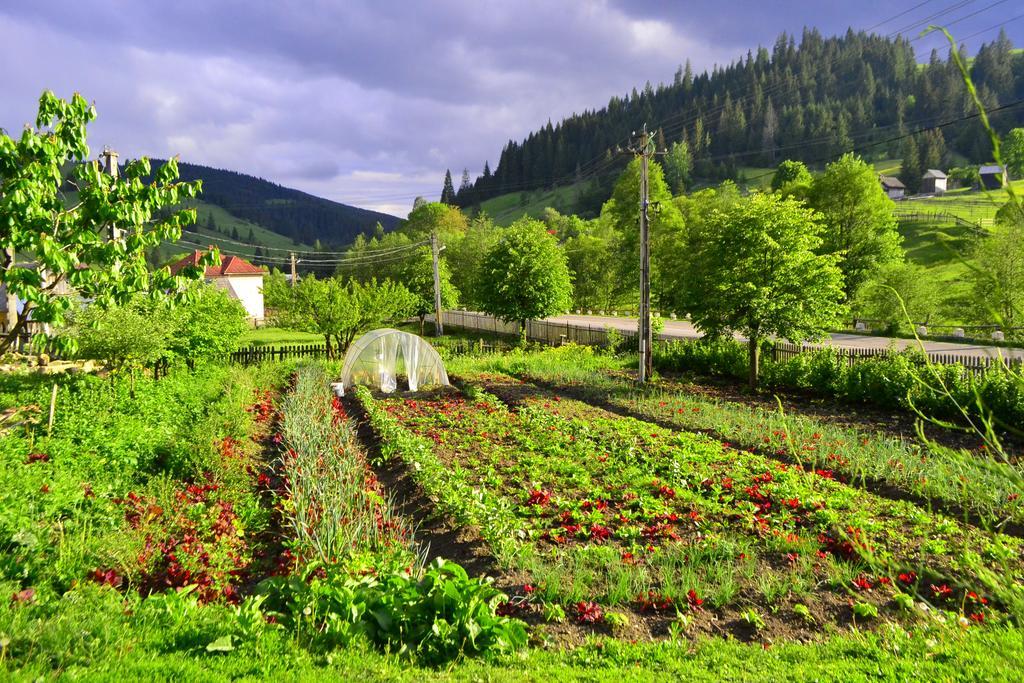 Pensiunea Agroturistica Casa Colinita Vatra Moldoviţei Buitenkant foto