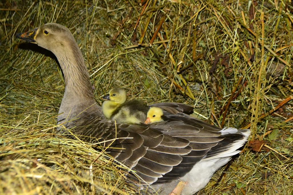 Pensiunea Agroturistica Casa Colinita Vatra Moldoviţei Buitenkant foto