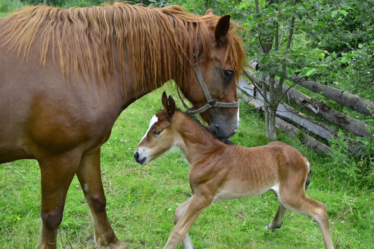 Pensiunea Agroturistica Casa Colinita Vatra Moldoviţei Buitenkant foto